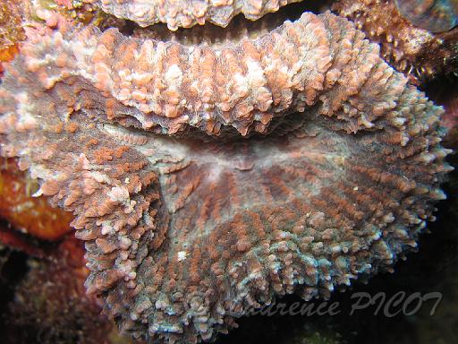 corail champignon Scolymia lacera.JPG